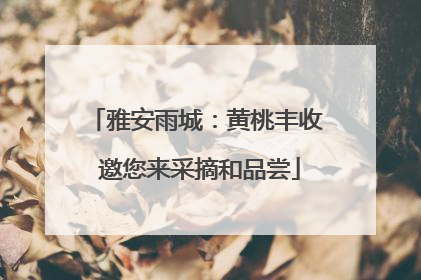 雅安雨城：黄桃丰收 邀您来采摘和品尝