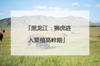 黑龙江：狮虎进入繁殖高峰期