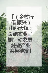 （乡村行·看振兴）山西天镇：设施农业“棚”勃发展 辣椒产业蓄势待发