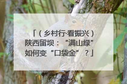 （乡村行·看振兴）陕西留坝：“满山绿”如何变“口袋金”？